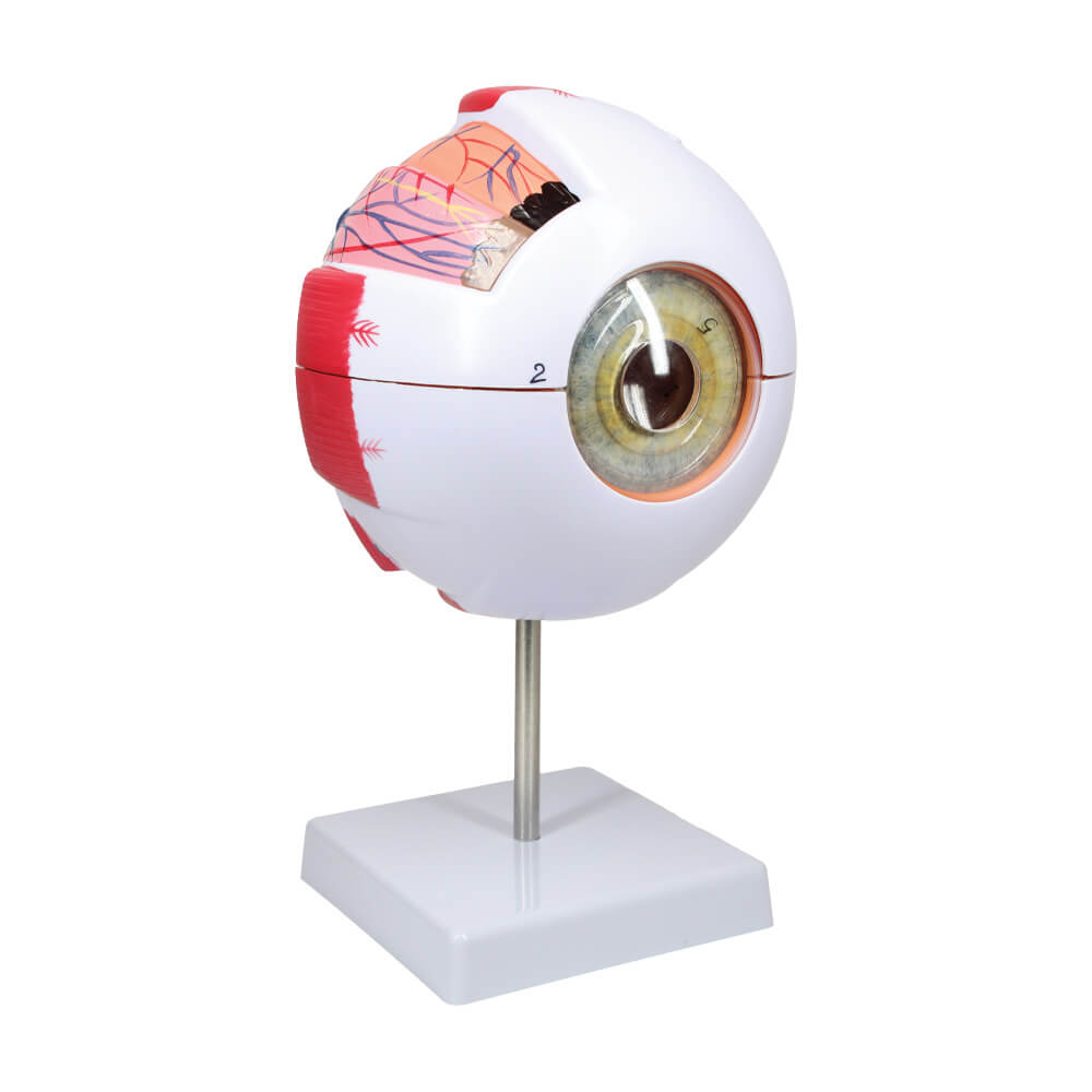 Large Eye Model